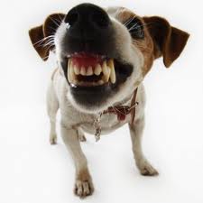 bijtende hond