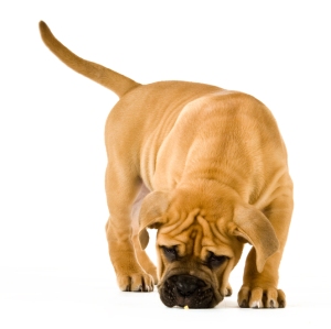 puppy snuffelt