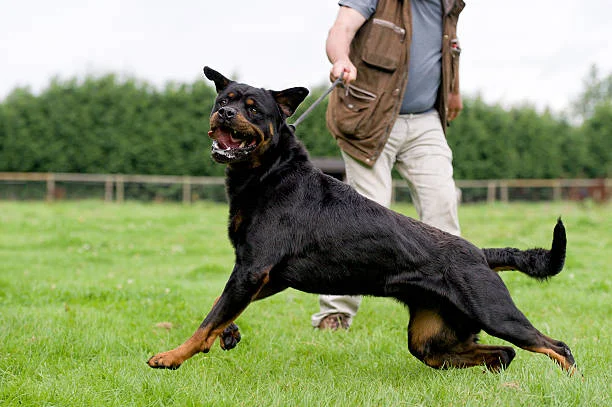 Privetraining