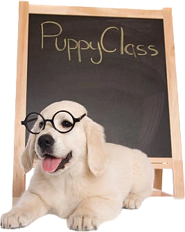 puppycursus